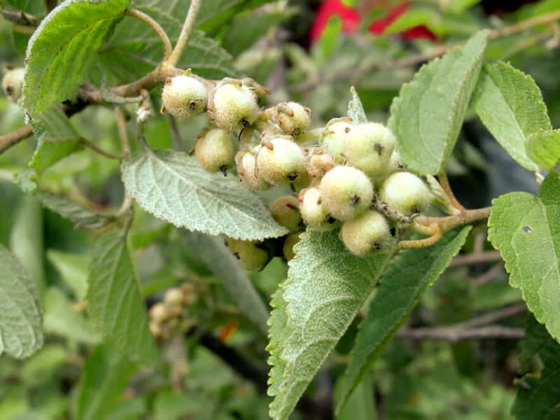 Canelinha - Croton zehntneri