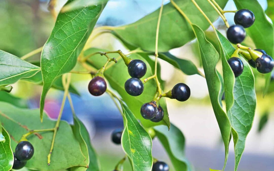 Cinnamomum camphora – CÂNFORA; CANFOREIRA
