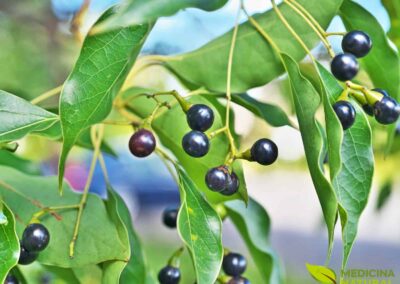 Cinnamomum camphora - CÂNFORA; CANFOREIRA