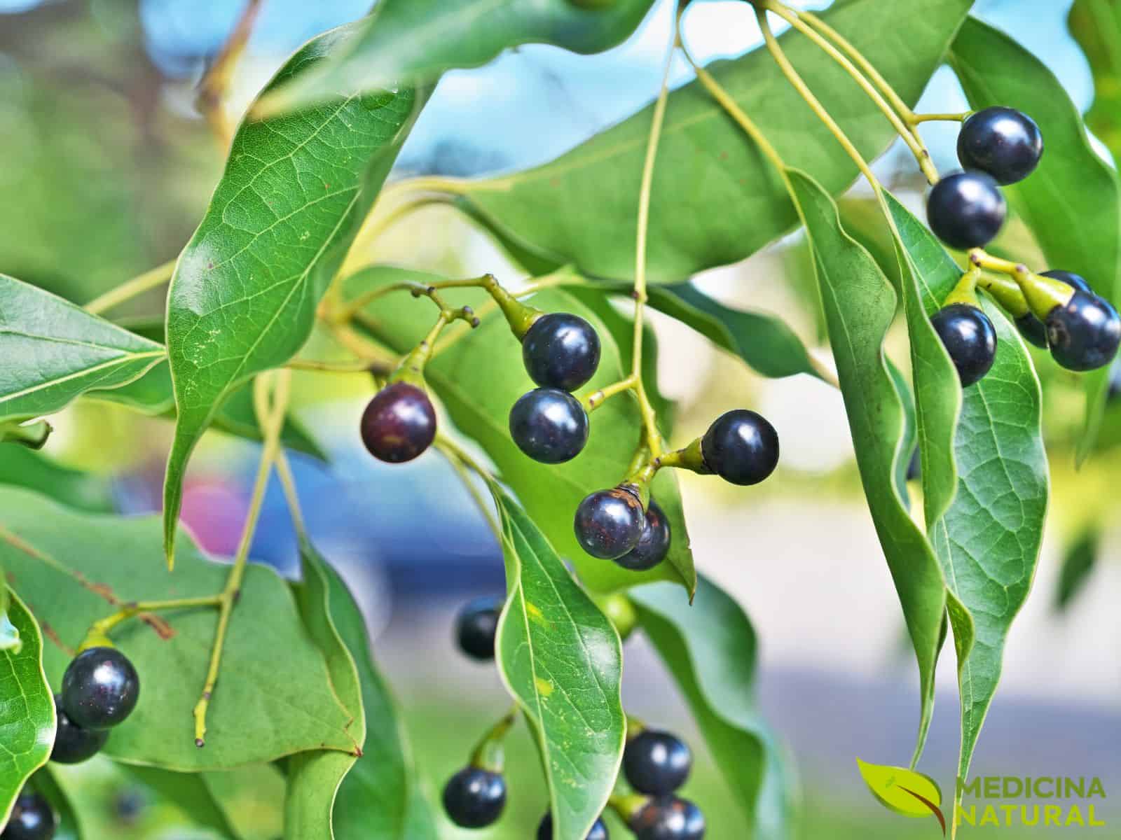 Cinnamomum camphora - CÂNFORA; CANFOREIRA