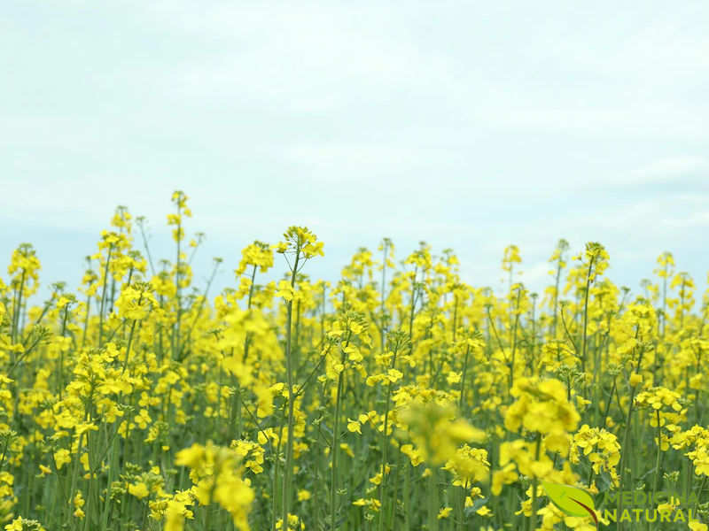 Canola