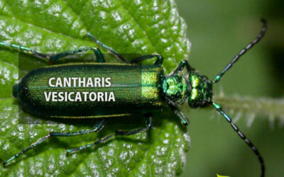 Cantharis vesicatoria: para que serve o remédio homeopático