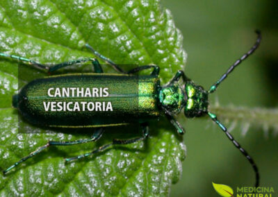 Cantharis vesicatoria