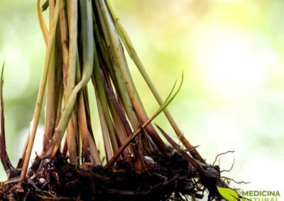 Capim-tiririca-do-brejo - Cyperus rotundus