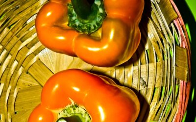 Capsicum annuum – PIMENTÃO; PIMENTA-DOCE; PIMENTA-VERMELHA