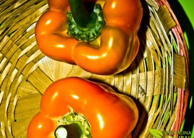 Capsicum annuum - PIMENTÃO; PIMENTA-DOCE; PIMENTA-VERMELHA