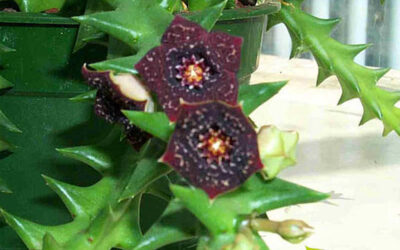 Caralluma fimbriata: saiba para que serve