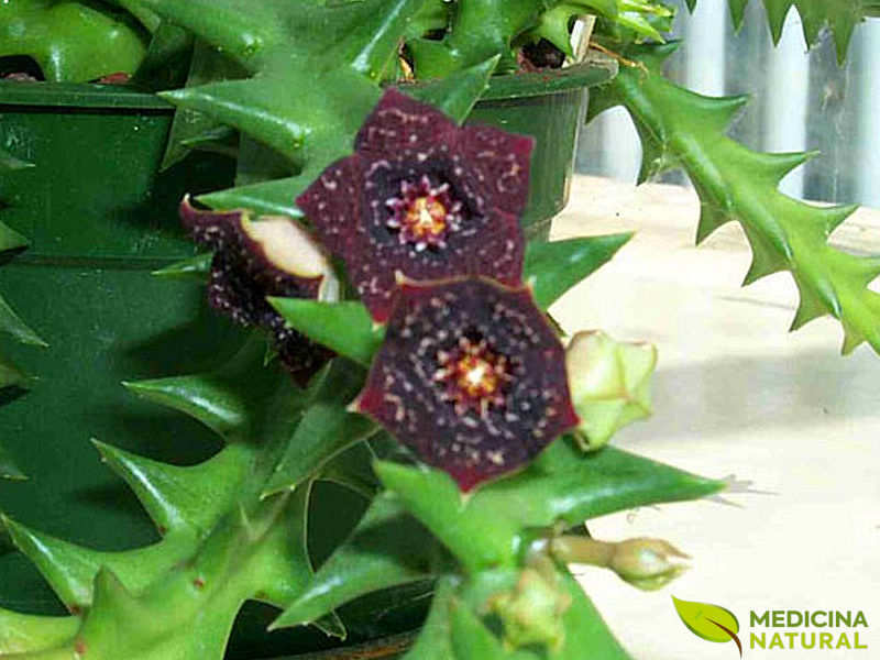 Caralluma fimbriata