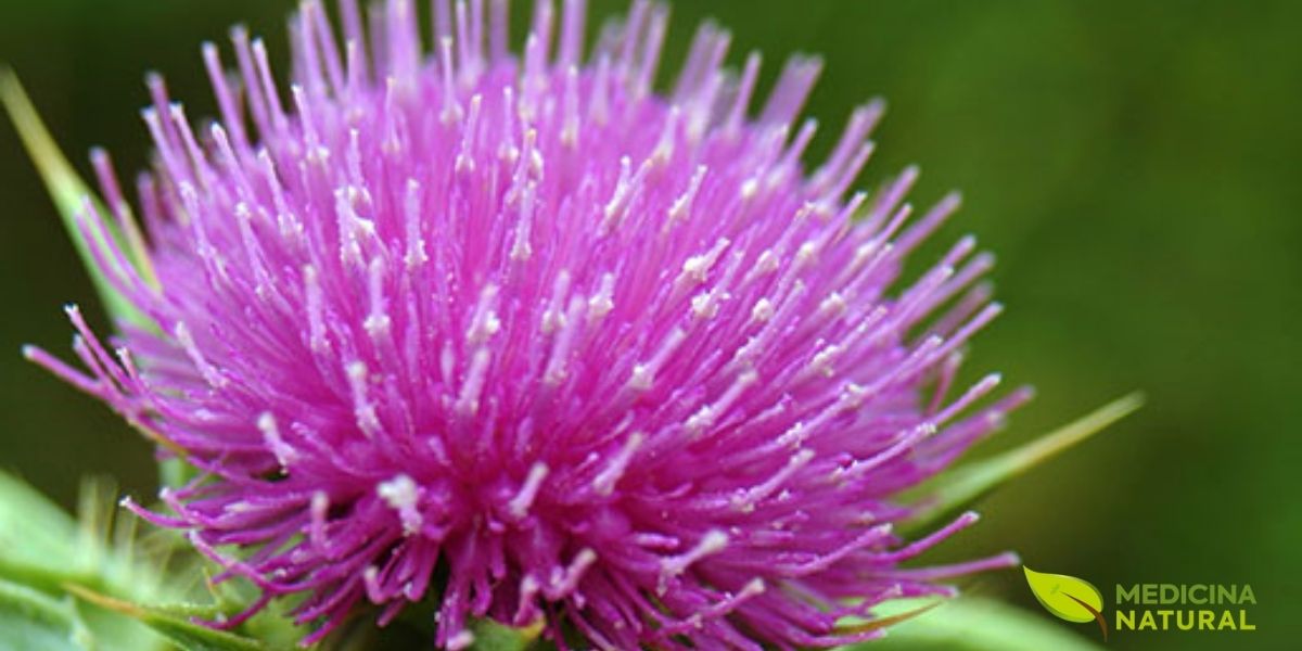 A flor roxa vibrante do cardo-mariano (Silybum marianum) em plena floração. Esta planta medicinal é considerada o padrão-ouro para proteção e regeneração hepática. A silimarina, complexo de flavonolignanas extraído de suas sementes, possui ação hepatoprotetora comprovada por mais de 258 estudos científicos, sendo essencial na recuperação do fígado danificado pelo consumo crônico de álcool.