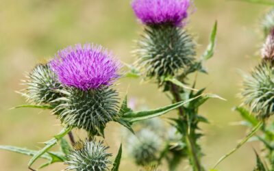 Silybum marianum (CARDO-MARIANO)