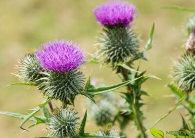 Cardo-mariano - Silybum marianum