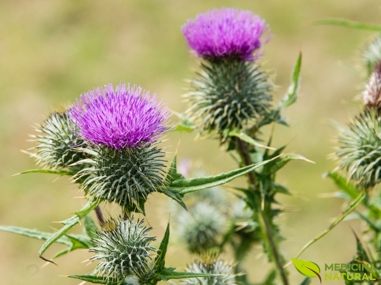 Cardo-mariano - Silybum marianum