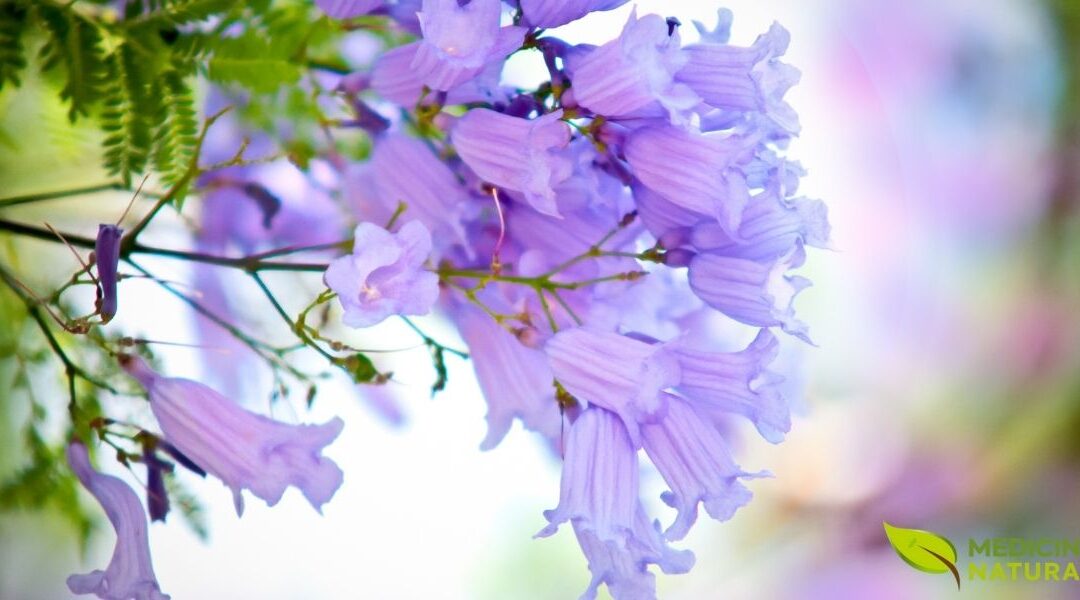 Carobinha: O Segredo do Cerrado Para Aliviar Dores e Desintoxicar