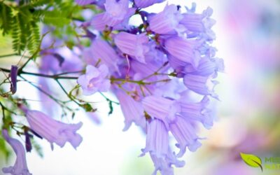 Carobinha: O Segredo do Cerrado Para Aliviar Dores e Desintoxicar