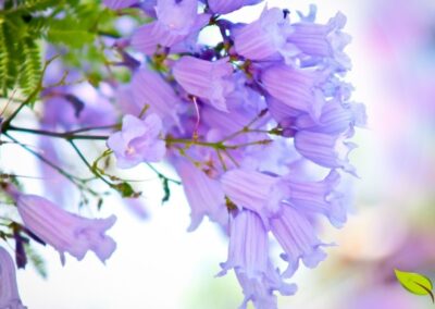 Jacaranda spp - CAROBA; CAROBINHA