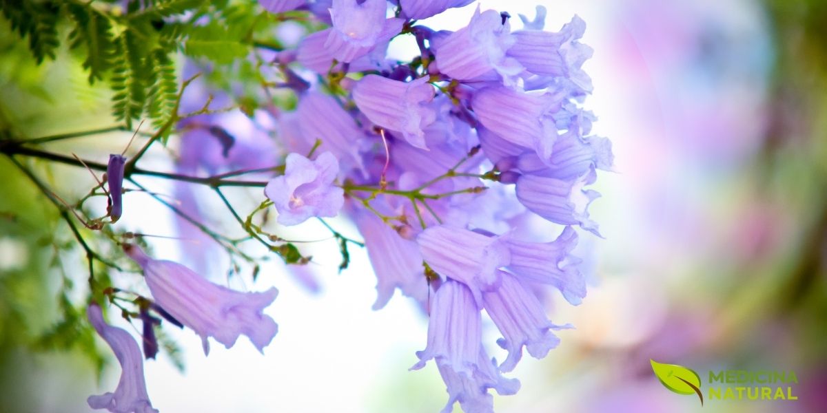 Jacaranda spp - CAROBA; CAROBINHA