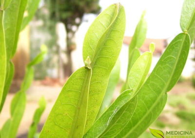 Carqueja - Baccharis trimera