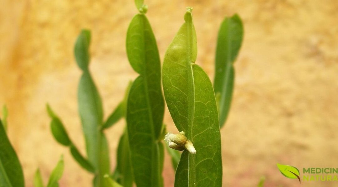 Chá de Carqueja: Beba Para Emagrecer e Desintoxicar o Fígado