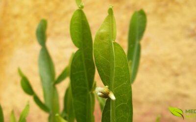 Chá de Carqueja: Beba Para Emagrecer e Desintoxicar o Fígado