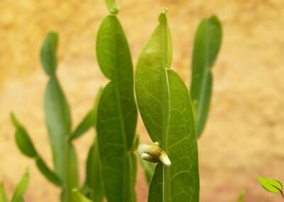 Planta exclusivamente sul-americana na RENISUS, a carqueja foi incluída por sua ação hepatoprotetora e digestiva. O SUS a utiliza para distúrbios hepáticos e dispepsia, representando a valorização da flora medicinal nativa no sistema público de saúde brasileiro.