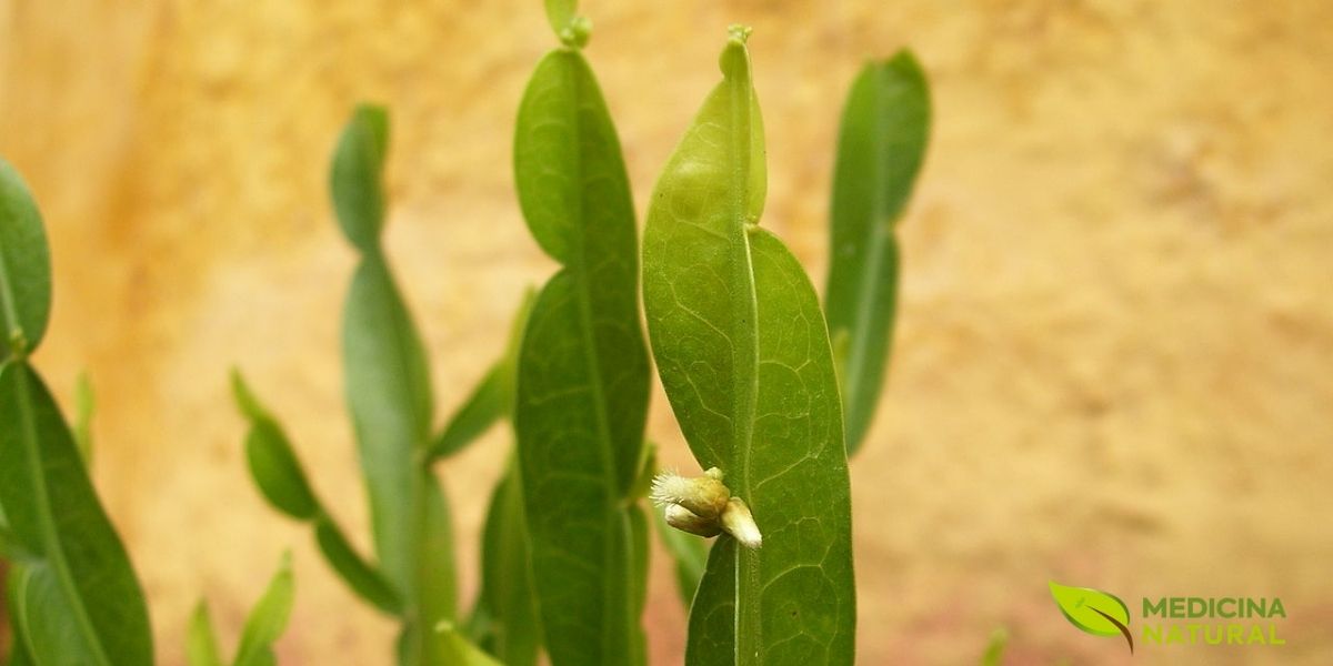 Planta exclusivamente sul-americana na RENISUS, a carqueja foi incluída por sua ação hepatoprotetora e digestiva. O SUS a utiliza para distúrbios hepáticos e dispepsia, representando a valorização da flora medicinal nativa no sistema público de saúde brasileiro.