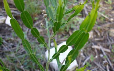 Carqueja-doce: saiba para que serve