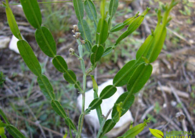 Carqueja-doce - Baccharis articulata