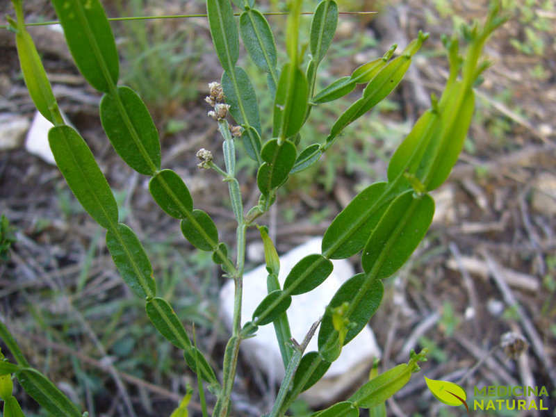 Carqueja-doce - Baccharis articulata