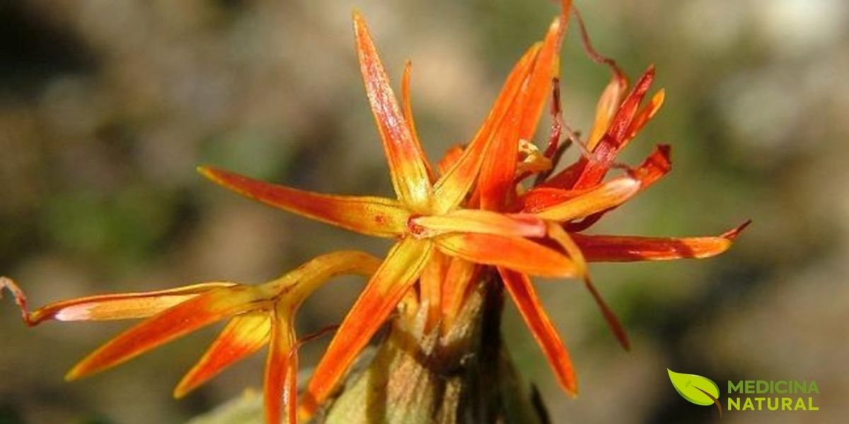 Uma única flor de cártamo (Carthamus tinctorius) em destaque, com suas pétalas amarelas e vermelhas emergindo de um botão verde e espinhoso. A imagem captura a complexidade e a beleza singular da flor, que além de sua aparência ornamental, é a fonte das sementes ricas em óleo e do corante natural.