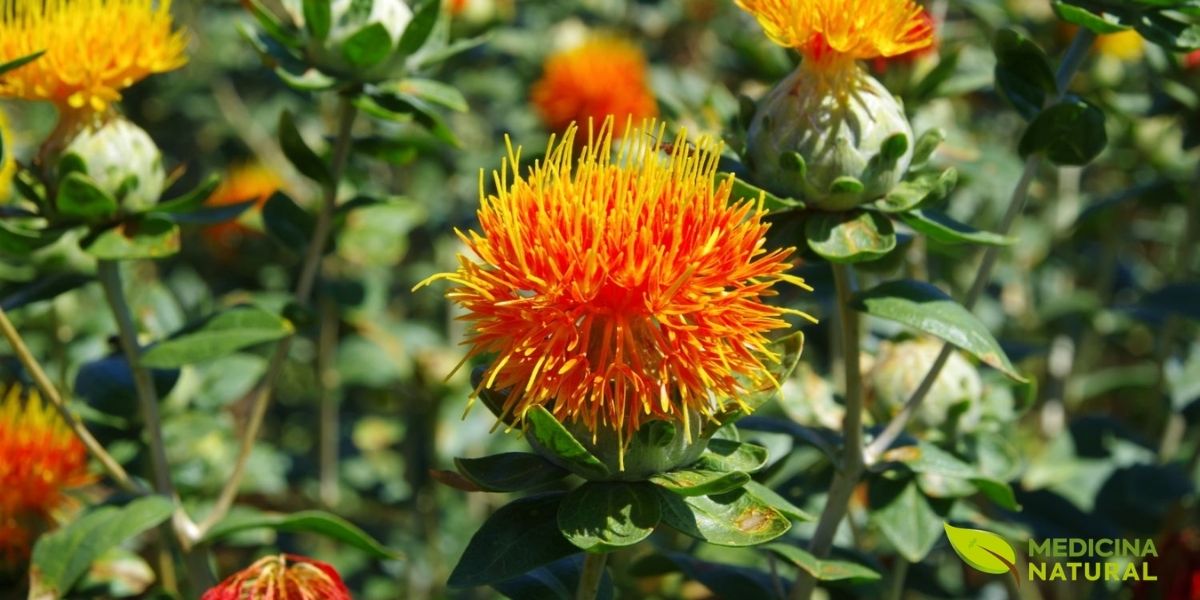 O cultivo do cártamo remonta a civilizações antigas, que já valorizavam suas múltiplas aplicações. Das pétalas, extraíam-se corantes naturais para tecidos e alimentos, enquanto as sementes forneciam um óleo nutritivo. Hoje, a ciência moderna comprova os saberes ancestrais, destacando o potencial do extrato de cártamo para a saúde humana.