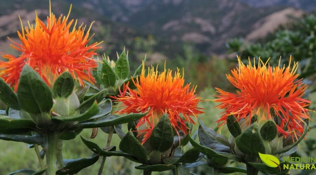 Cártamo: Para Que Serve o Óleo, Benefícios e Composição