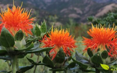 Cártamo: Para Que Serve o Óleo, Benefícios e Composição