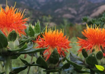 Flores de cártamo laranjas e vibrantes, com suas pétalas finas e delicadas em evidência. O fundo desfocado com a presença de um recipiente de vidro sugere um ambiente de spa ou laboratório, conectando a beleza da flor aos seus usos em cosméticos e produtos para o bem-estar da pele e cabelo.