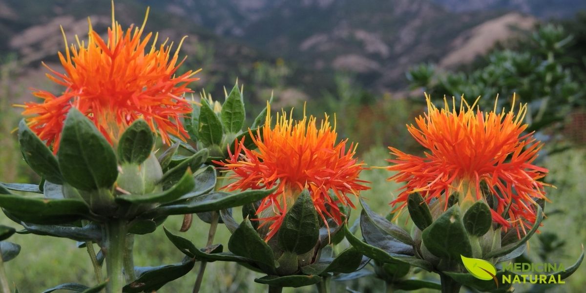 Flores de cártamo laranjas e vibrantes, com suas pétalas finas e delicadas em evidência. O fundo desfocado com a presença de um recipiente de vidro sugere um ambiente de spa ou laboratório, conectando a beleza da flor aos seus usos em cosméticos e produtos para o bem-estar da pele e cabelo.
