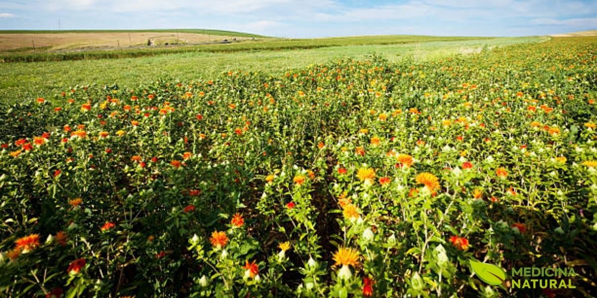 Um campo de plantas de cártamo (Carthamus tinctorius) com suas flores amarelas e laranjas desabrochando sob a luz do sol. A imagem retrata o ambiente natural de cultivo da planta, mostrando a beleza rústica e a resiliência desta espécie que prospera em climas áridos, sendo a fonte do precioso óleo de cártamo.