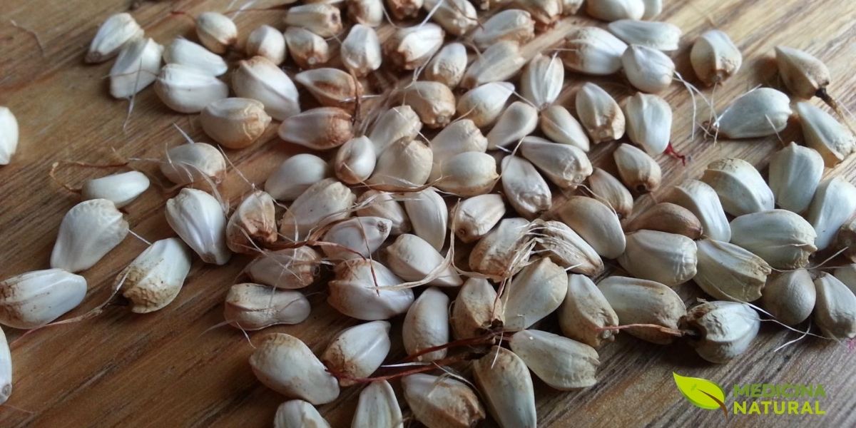As sementes de cártamo são o coração da planta, concentrando todos os nutrientes que dão origem ao famoso óleo. Pequenas no tamanho, mas gigantes em potencial, elas representam a força da natureza em sua forma mais pura, prontas para liberar seus benefícios e contribuir para uma vida mais saudável e plena.