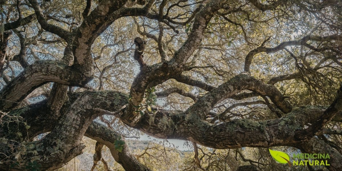 Os taninos são encontrados em altas concentrações nas folhas e frutos de muitas plantas, como o carvalho. Eles atuam como um mecanismo de defesa natural, protegendo a planta contra herbívoros com seu sabor adstringente e dificultando a digestão de proteínas.