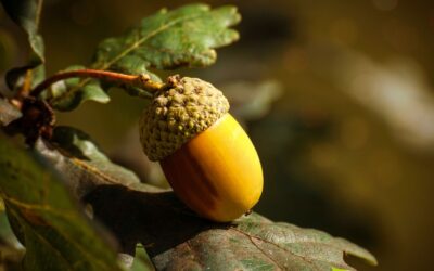 Quercus alba – CARVALHO-BRANCO