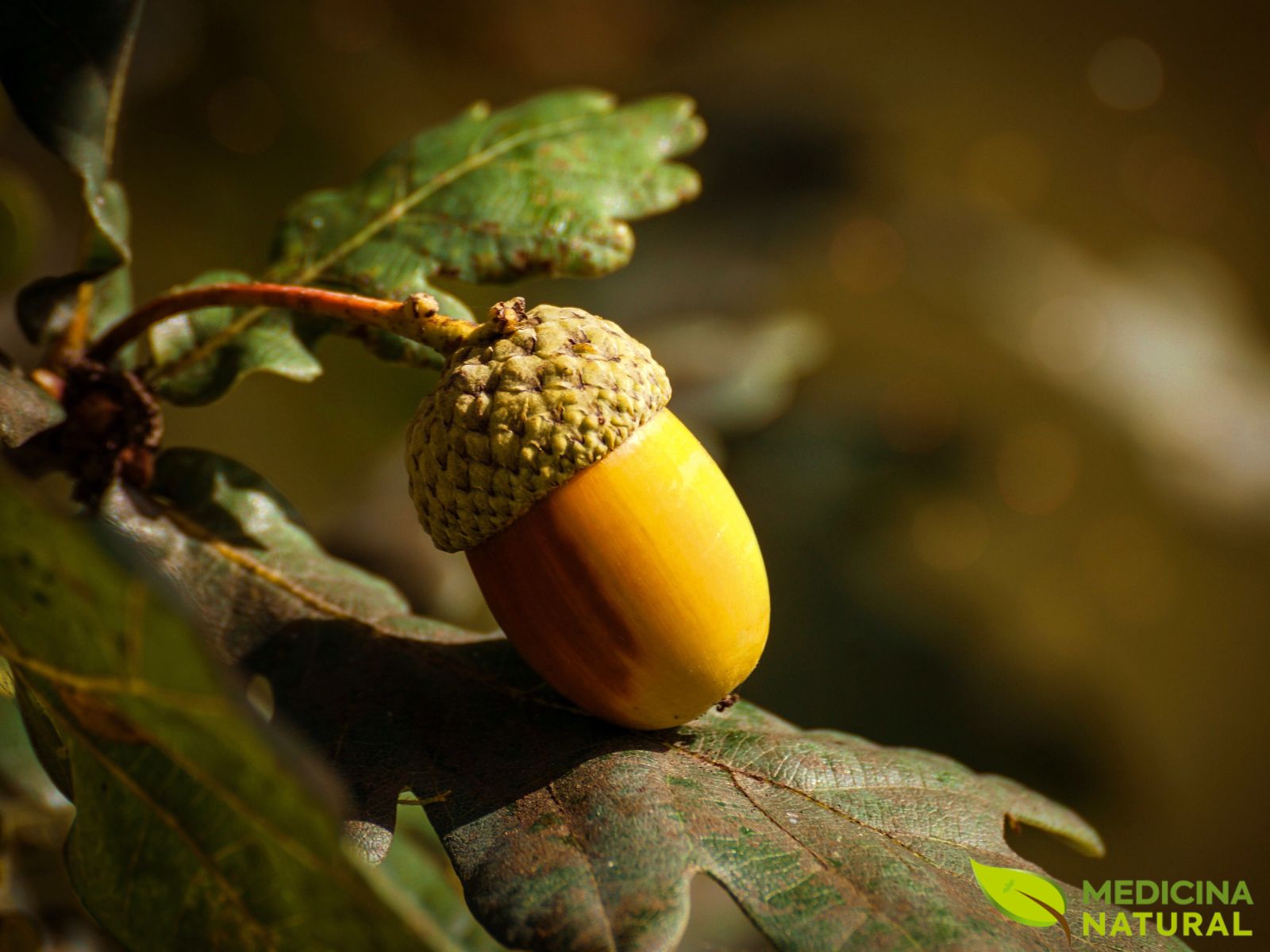Carvalho-branco - Quercus alba
