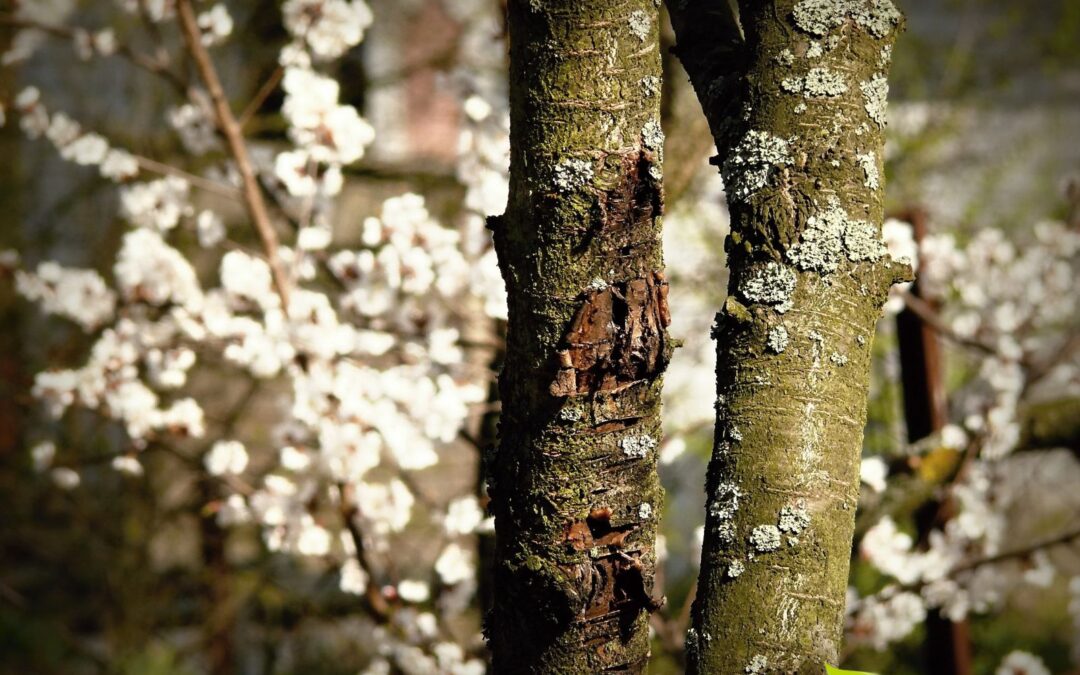 Casca de cerejeira: saiba para que serve