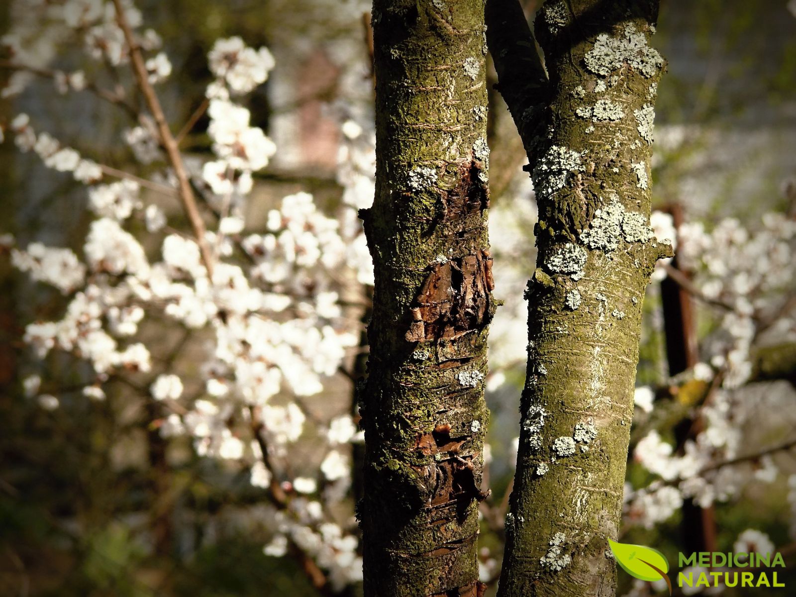 Casca de cerejeira Casca de cerejeira