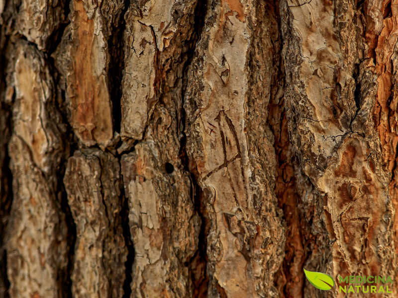 Casca do pinheiro-marítimo (Pinus pinaster)