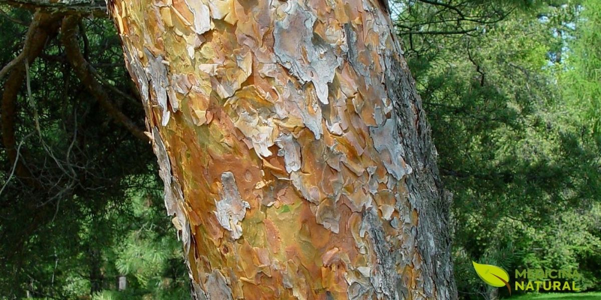 A casca do pinheiro-silvestre é uma de suas características mais notáveis. Na parte superior do tronco, ela adquire uma cor laranja-avermelhada e se solta em finas placas, quase como papel. Essa casca é rica em taninos e tem sido usada na medicina tradicional como adstringente para tratar diarreias e inflamações. A cor vibrante contrasta com o verde-azulado das agulhas, tornando a árvore facilmente identificável e visualmente impressionante em qualquer paisagem.