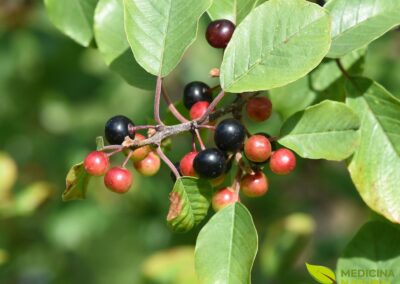 Cáscara-sagrada -Rhamnus purshiana