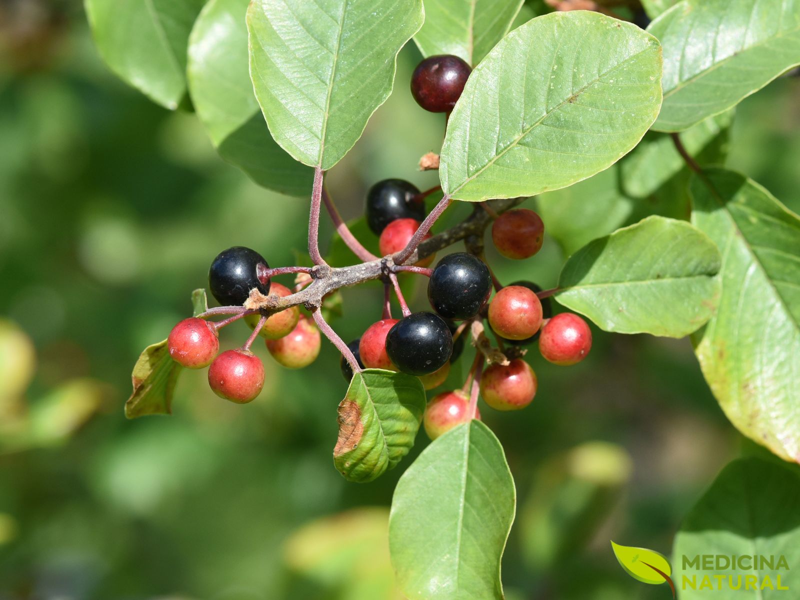 Cáscara-sagrada - Rhamnus purshiana