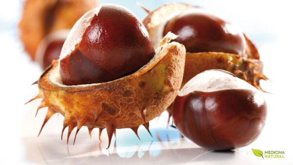 Castanha-da-Índia - Aesculus hippocastanum