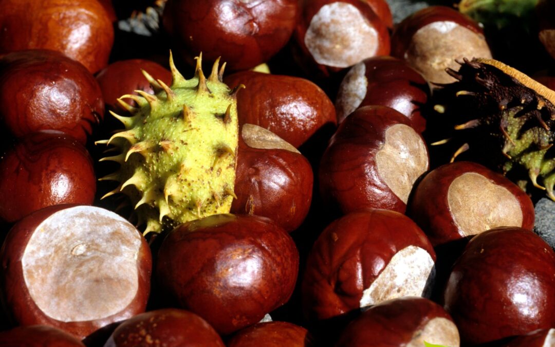 Castanha-da-Índia: saiba para que serve