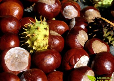 Castanha-da-Índia - Aesculus hippocastanum