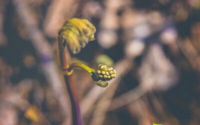 Caulophyllum thalictroides (COHOSH-AZUL)