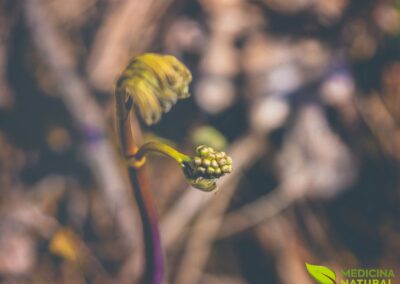 Caulophyllum thalictroides - Cohosh-Azul